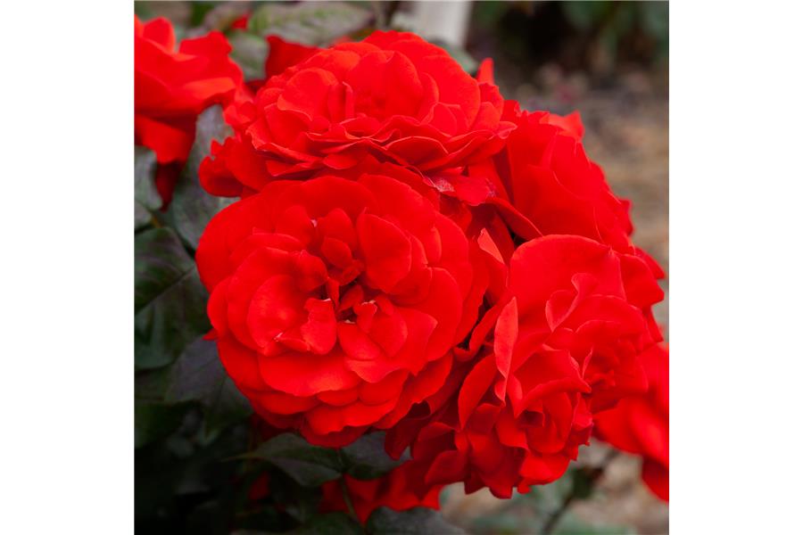 FLORIBUNDA